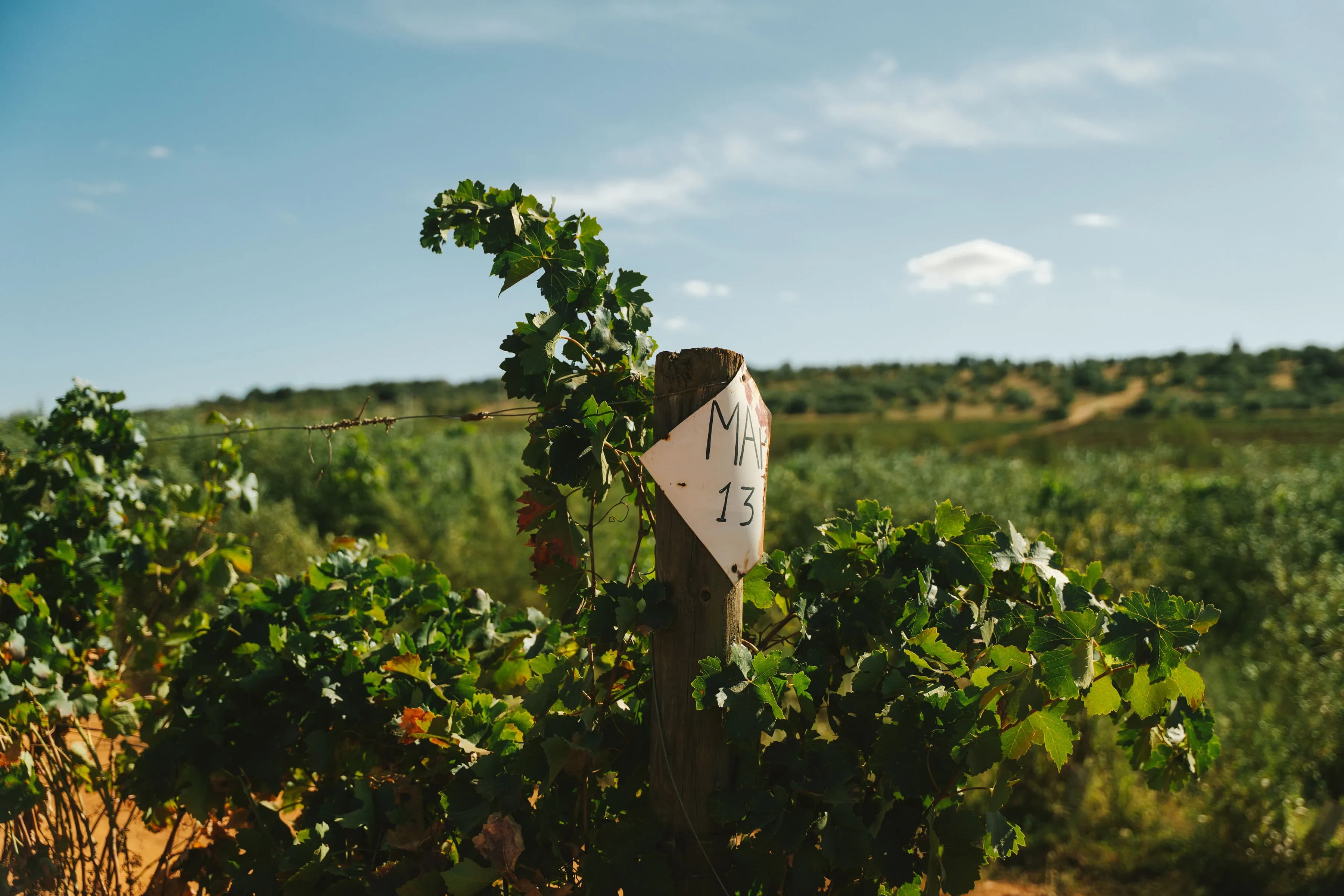Detalhe das vinhas e terroir alentejano
