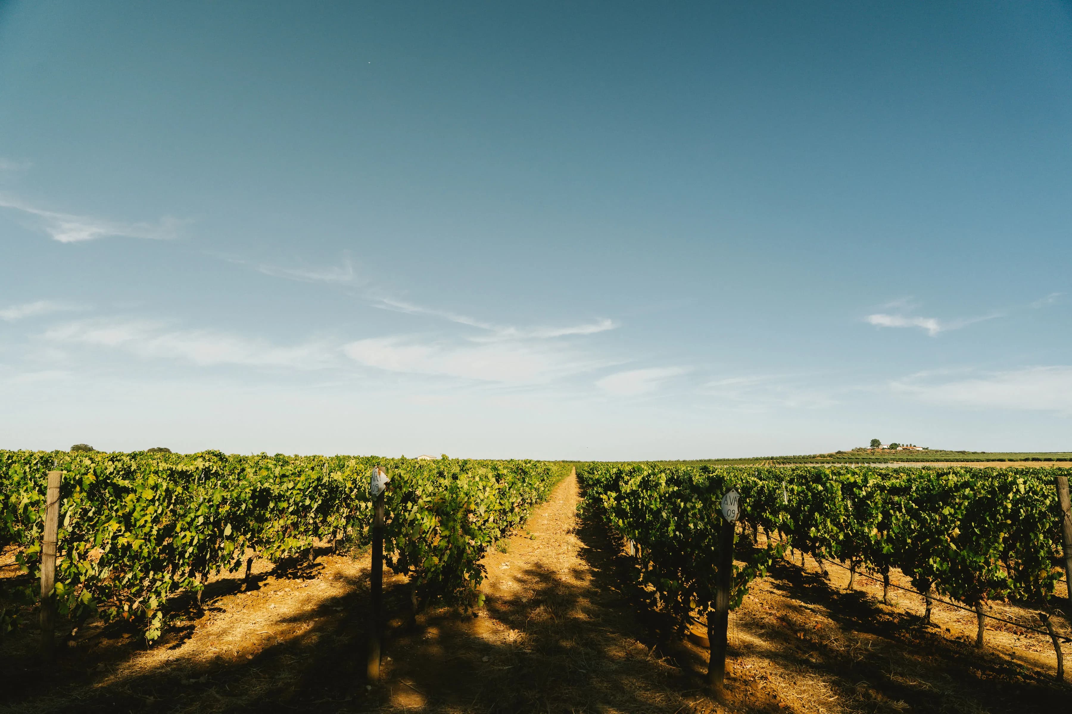 Vinhas e edifícios do Monte D'Atalaya