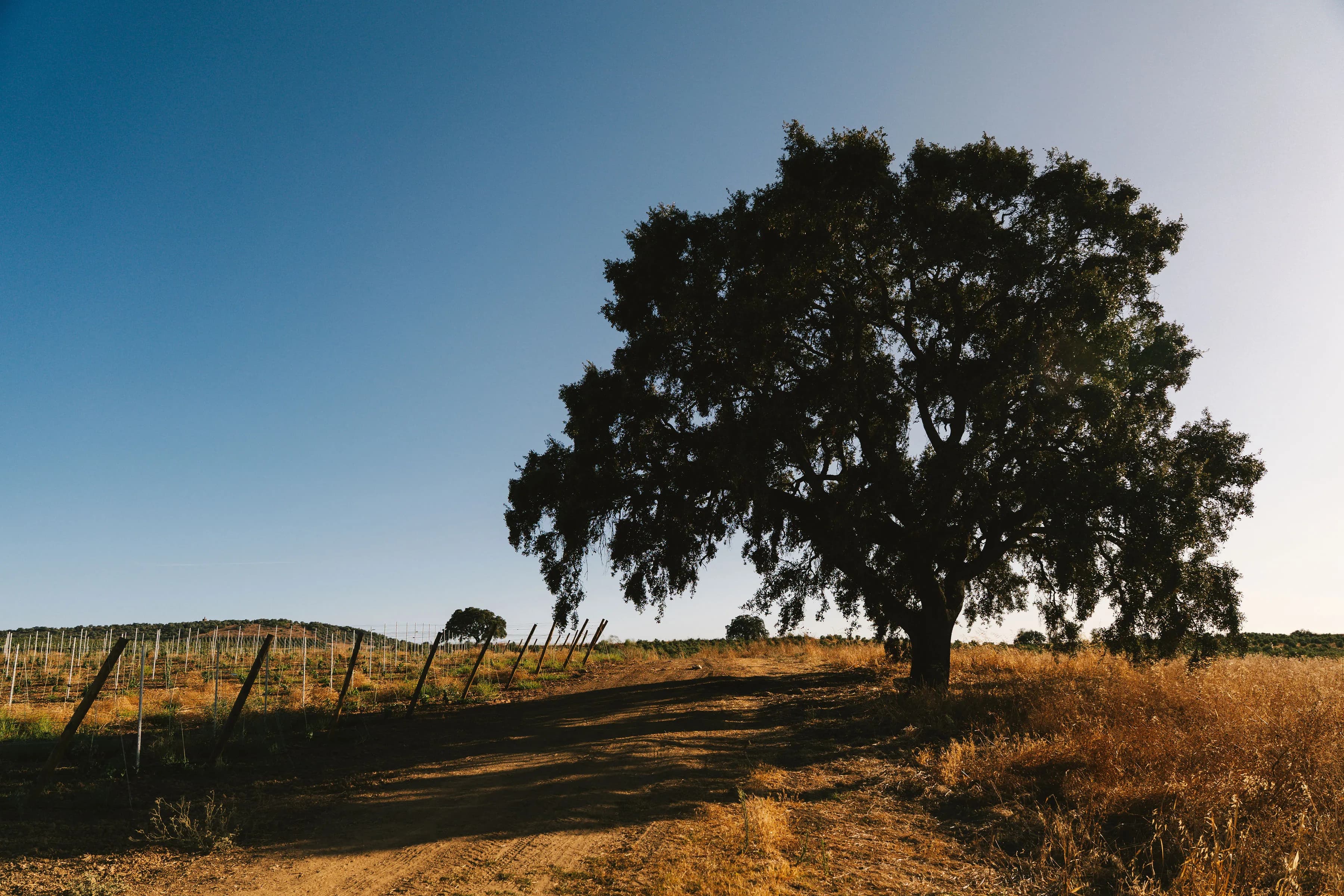 Paisagem das vinhas ao entardecer
