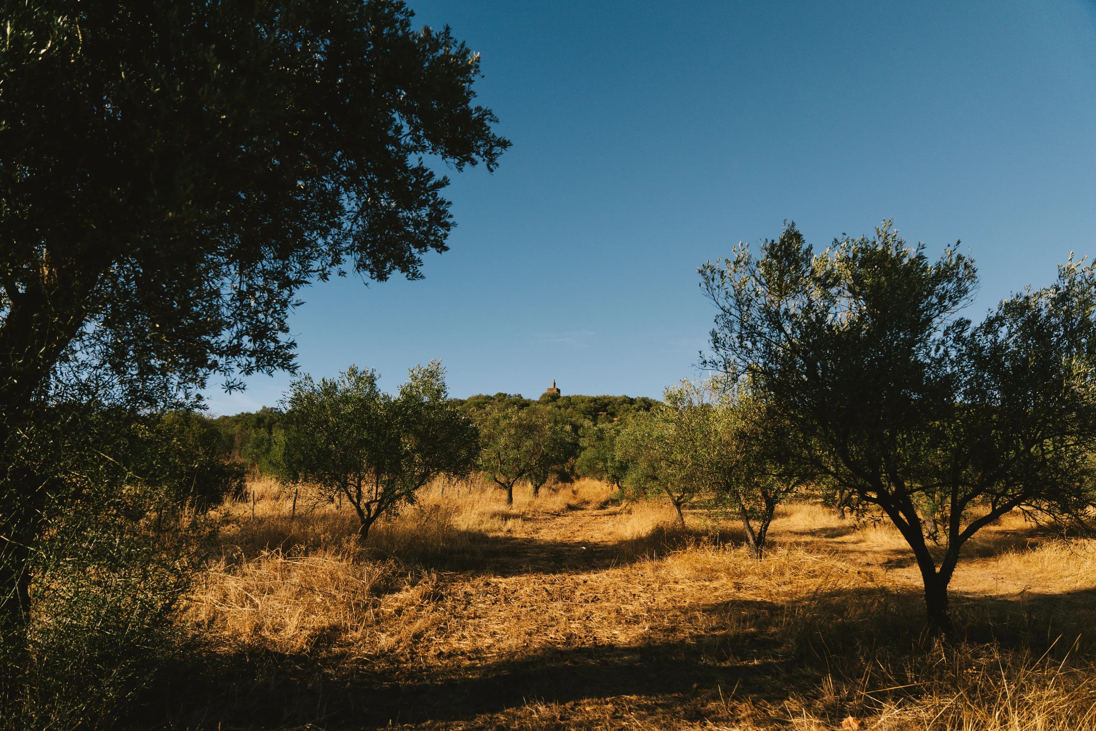 Olival do Monte D'Atalaya com oliveiras centenárias